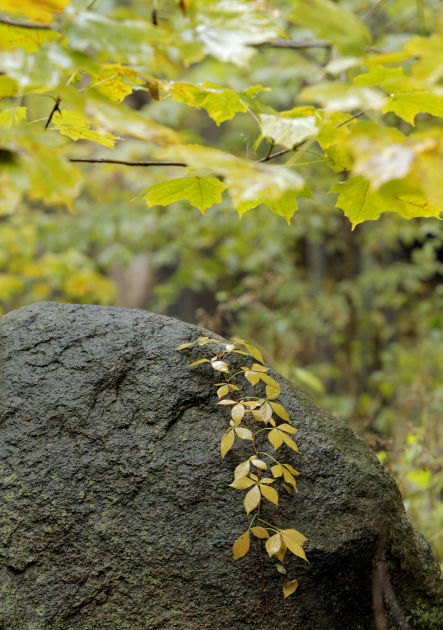 101314bp-fall-color-package-06